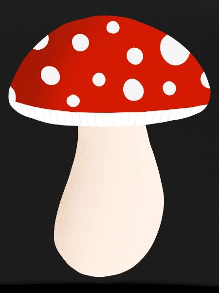 fly agaric mushroom
