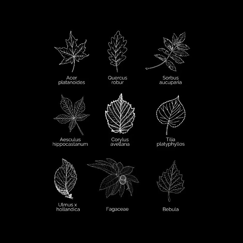 Feuilles d’Europe - Blanc Design naturel