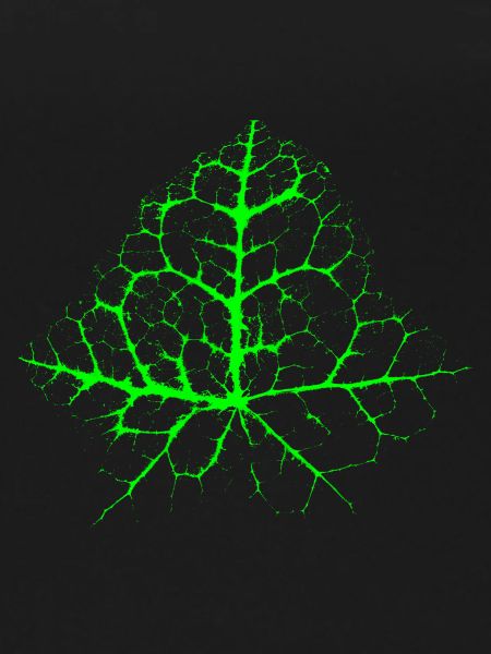 Chaotic Ivy Leaf