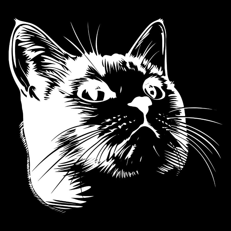 Chat, Motif De Chat, Visage De Chat