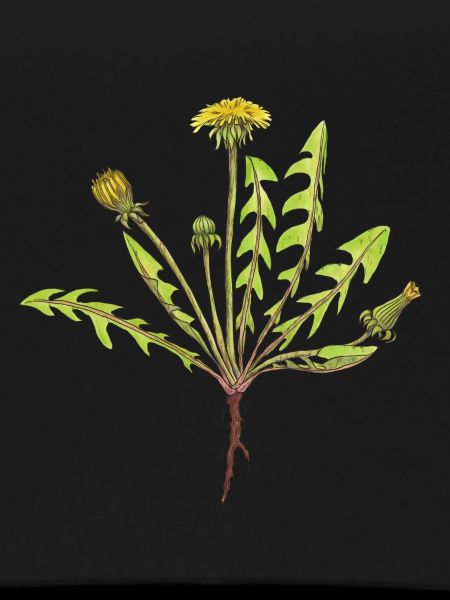 Dandelion