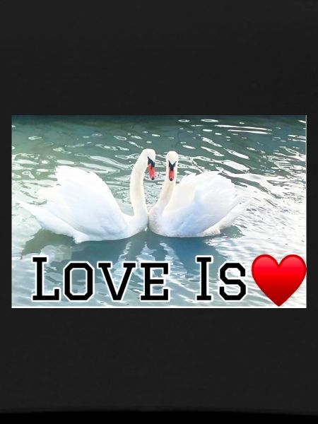 Love is Swan's Heart