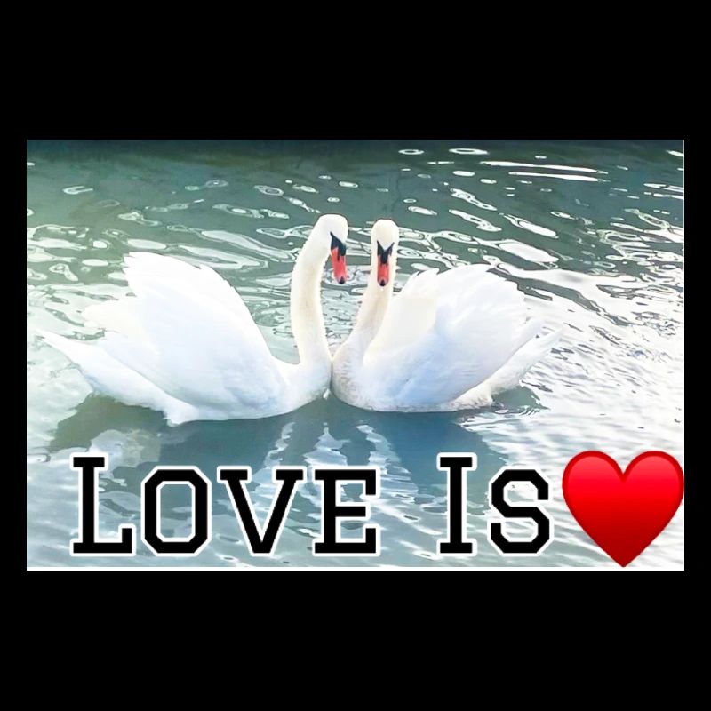 L’amour est le cœur du cygne