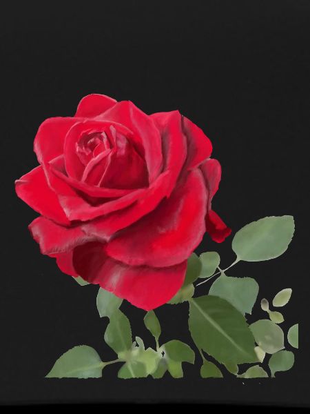Red rose