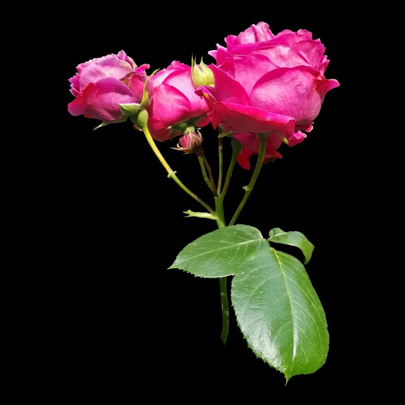 ROSIER