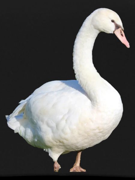 Swan, Duck, Bird, Goose