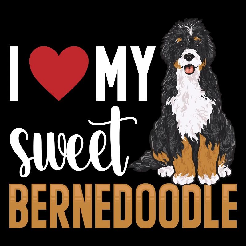 Bernedoodle Hund