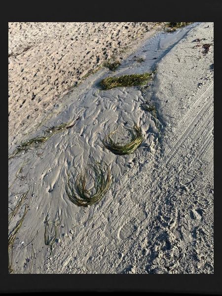 Algues naturelles