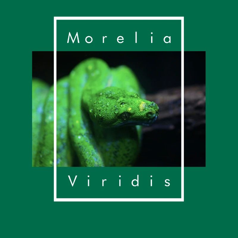 Morelia Viridis Snake Keeper Arbre Vert Python