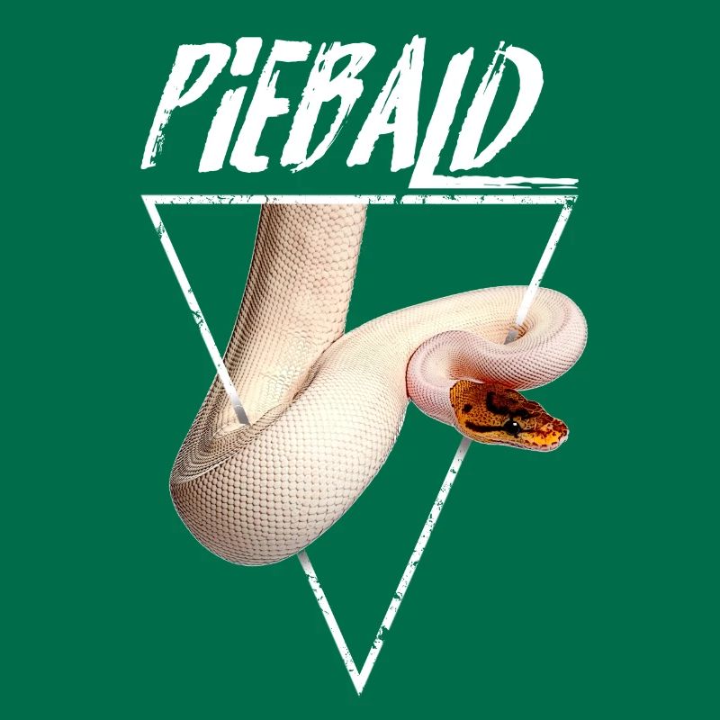 Piebald Ball Python Reptilienpfleger
