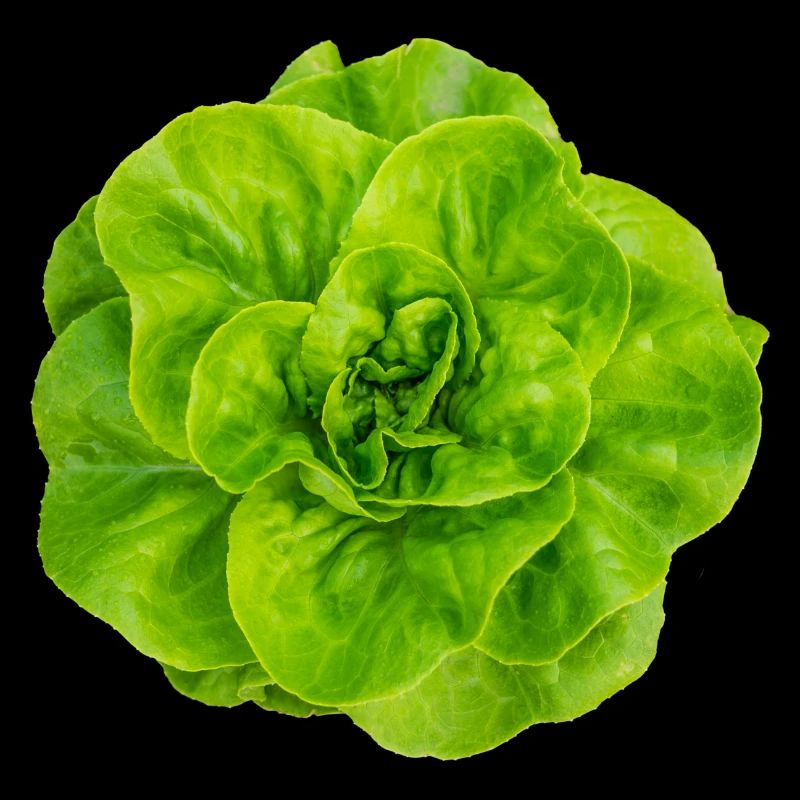 Salat