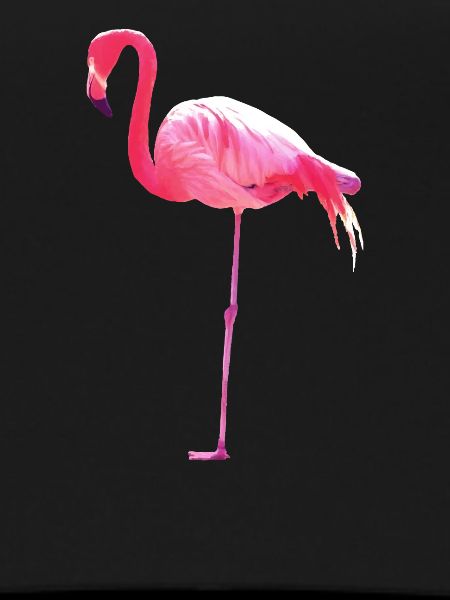 Pink Flamingo