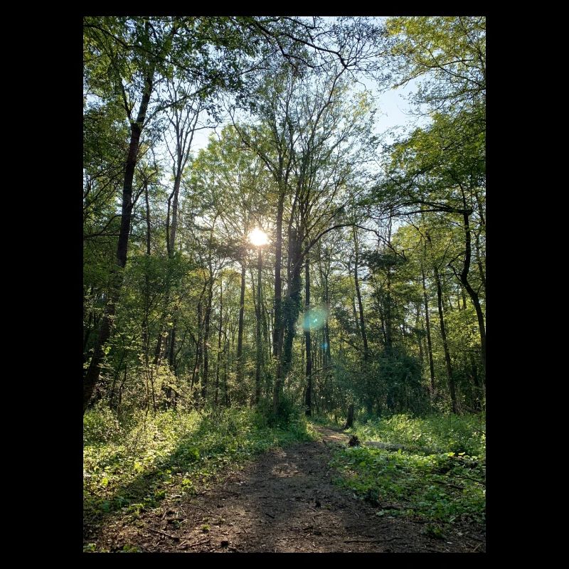 Waldweg