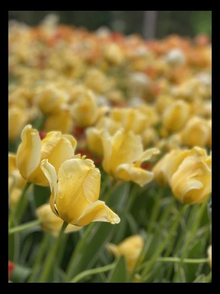 Tulipe Jaune mer