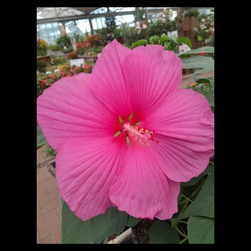 Hibiscus Rose Éclat Tropical Textile