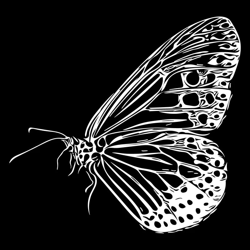 butterfly
