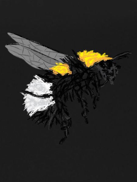 Hummel / Bumblebee Design I
