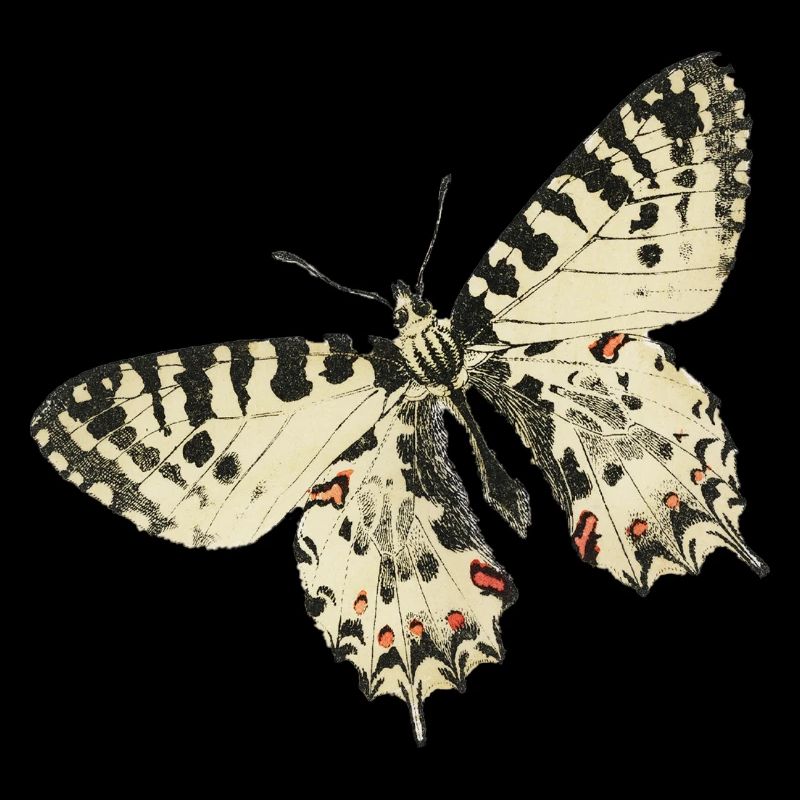 vintage papillon