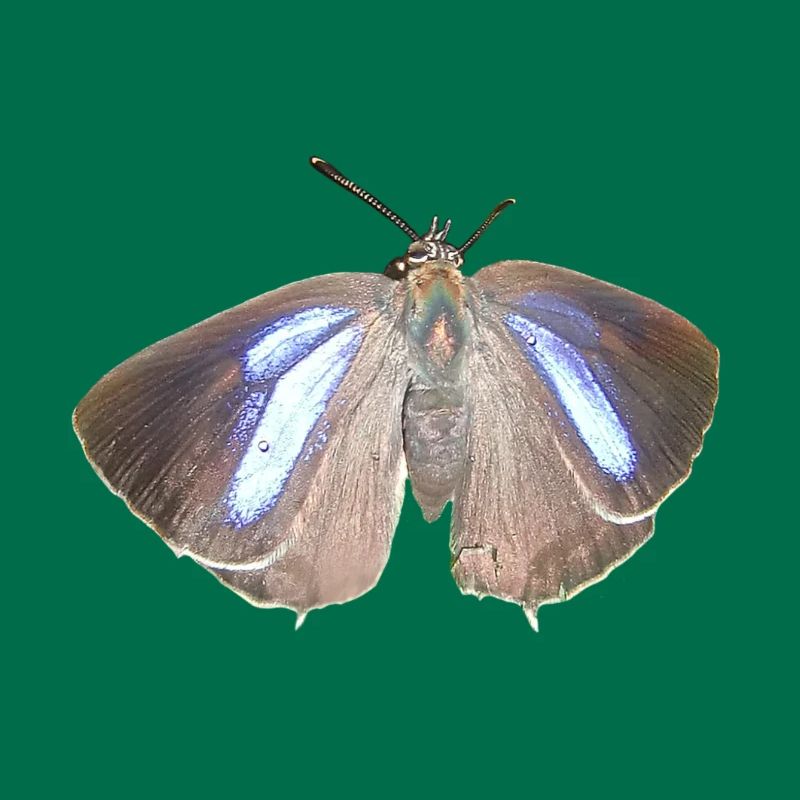 Blauer Eichen-Zipfelfalter