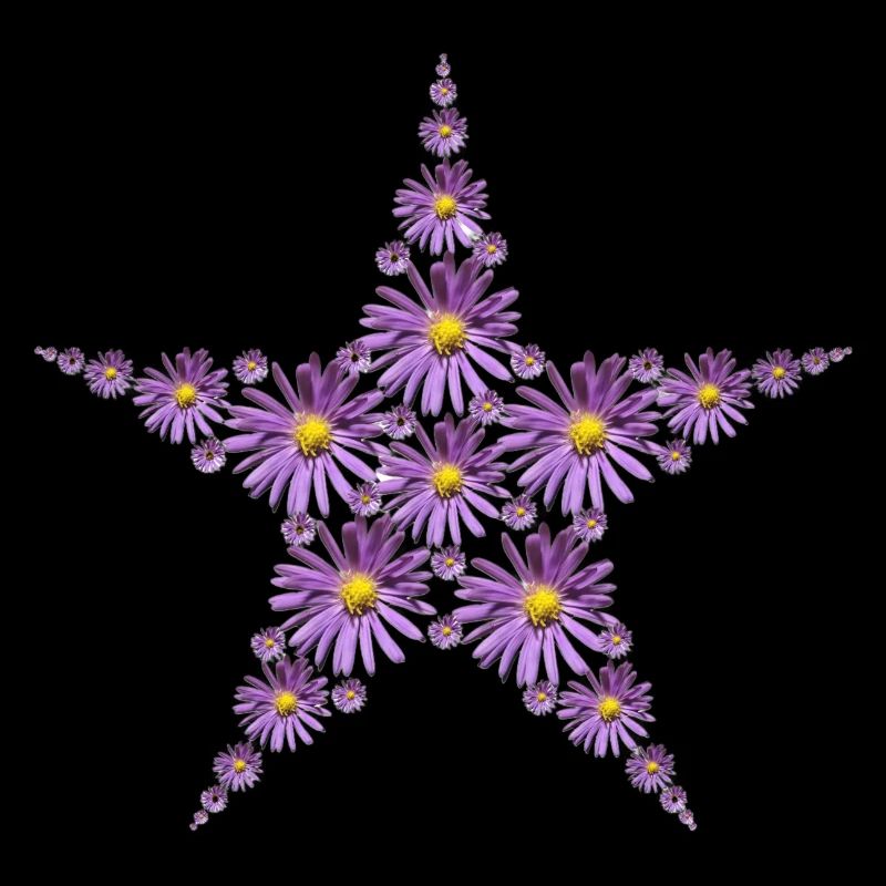 Étoile de fleurs d’aster pourpre