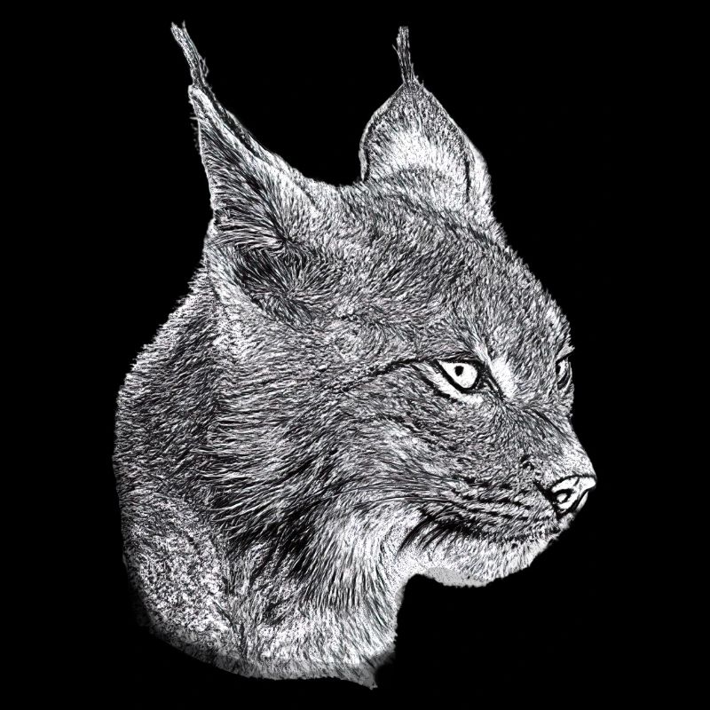 Lynx Cat Freedom Chat sauvage Chat