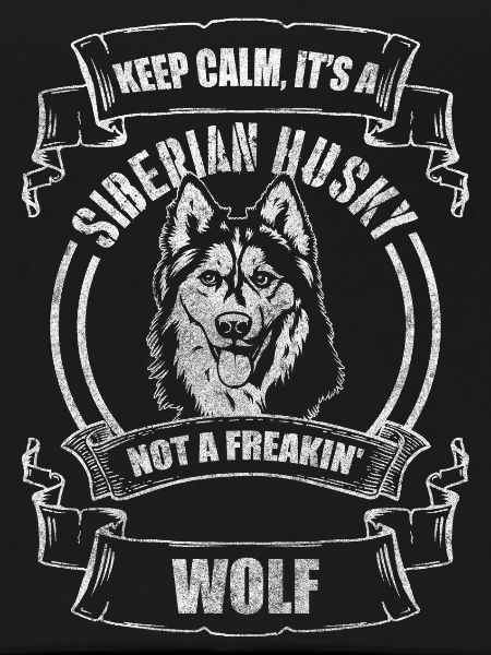 Husky Hunderasse Sibirien Hundebesitzer