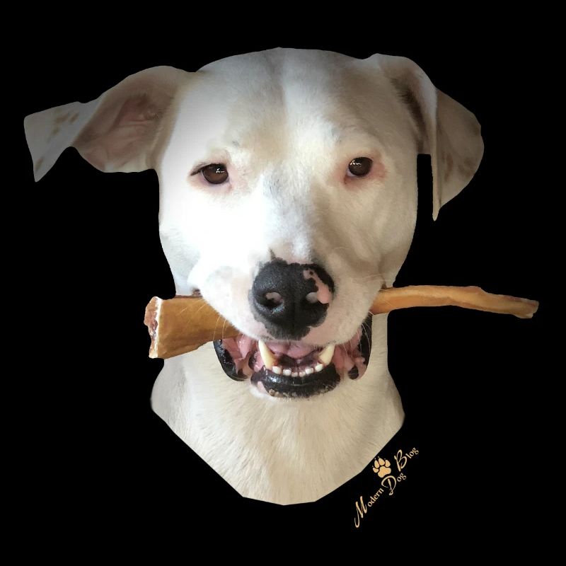 Odi-Dogoargentino