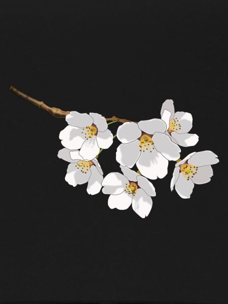 Japanese cherry blossoms white