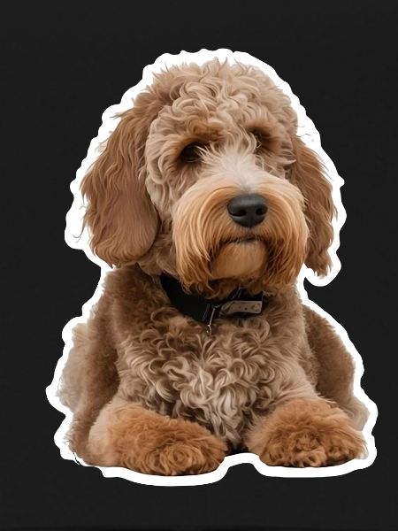 Poodle