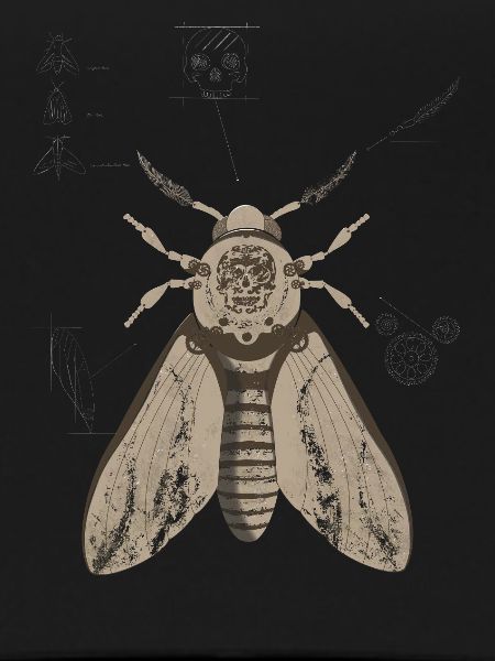 Skull Moth Anatomy
