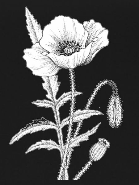 Coquelicot