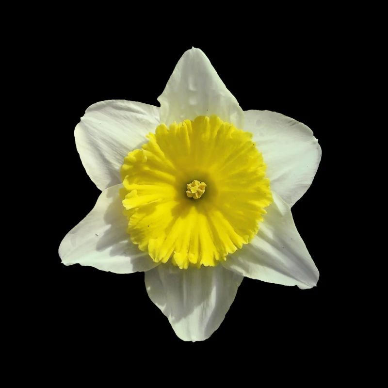 fleur de narcisse