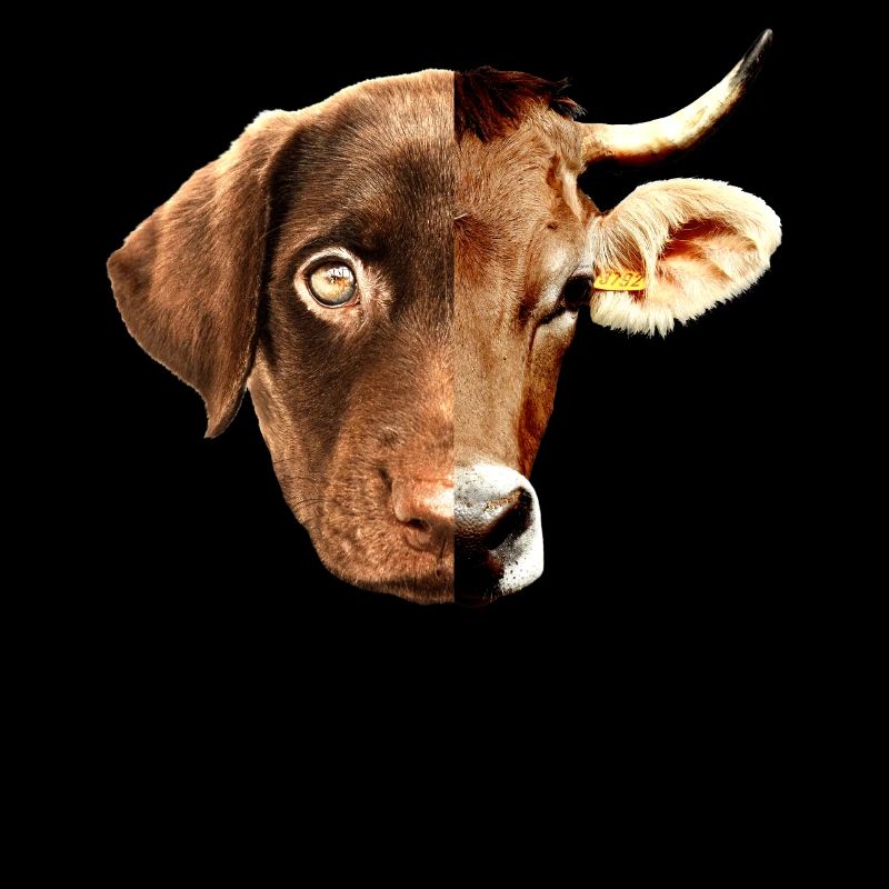 No Difference Pro Vegan Vegetan Tierschutz