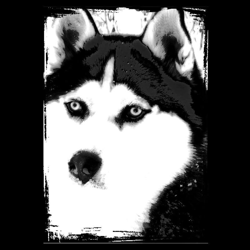 Portrait de Husky noir et blanc sur textile
