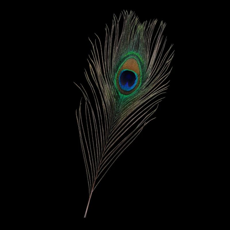 Peacock feather, peacock,bird