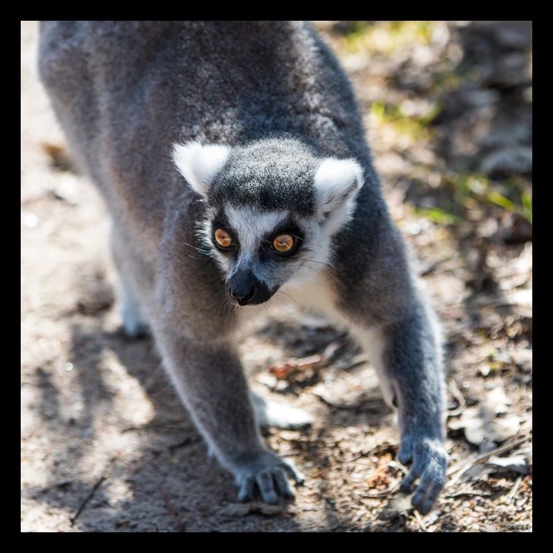 Katta (Lemur catta)