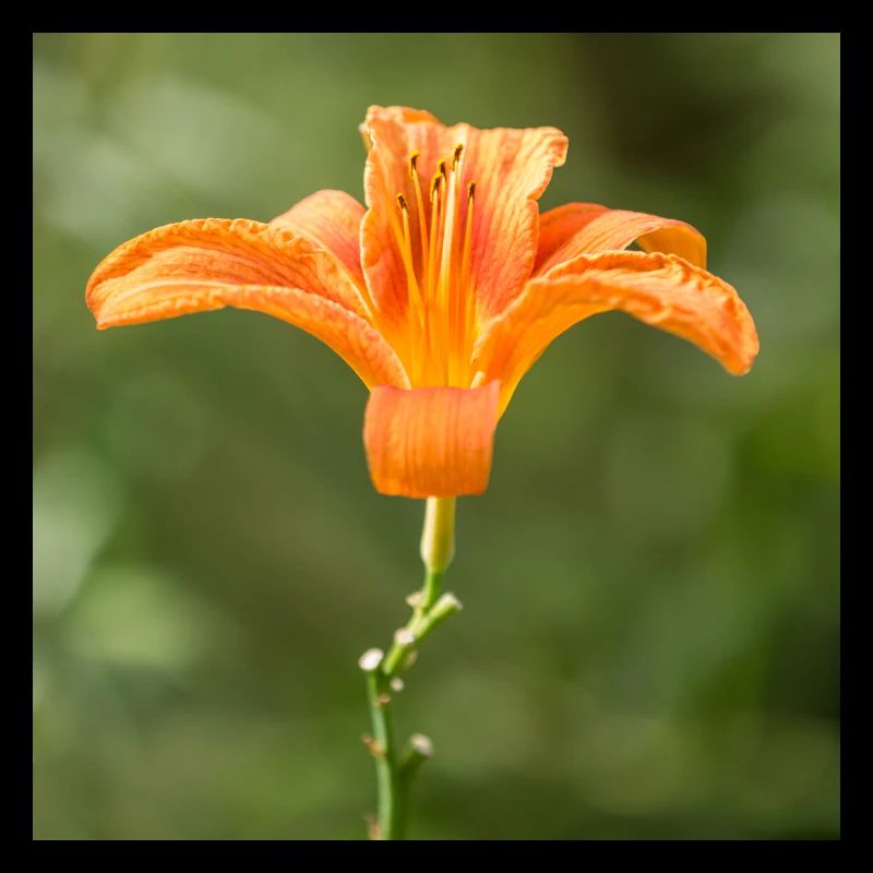 Fleur de lis (Lilium) orange