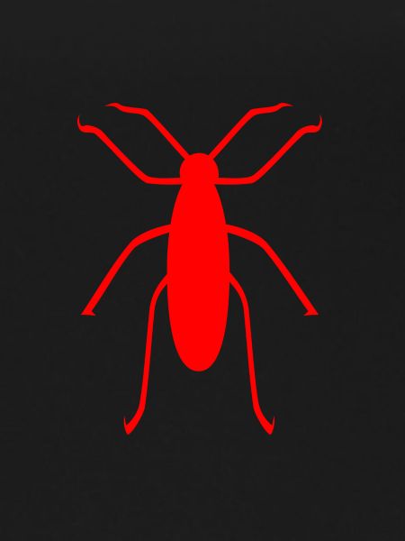 insect