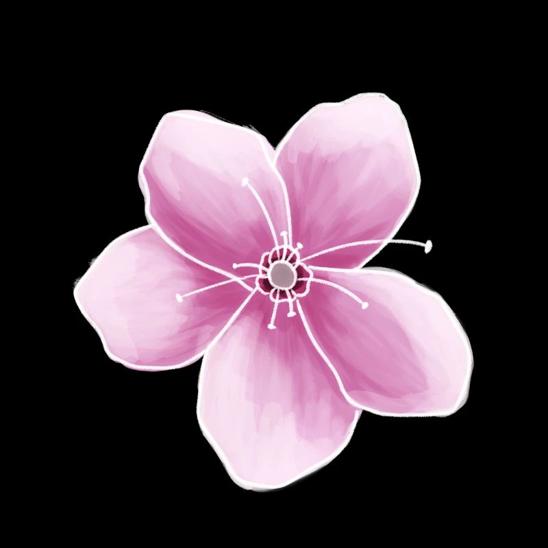Kirschblüte Japan rosa