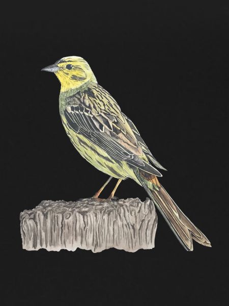 Oiseau bunting doré