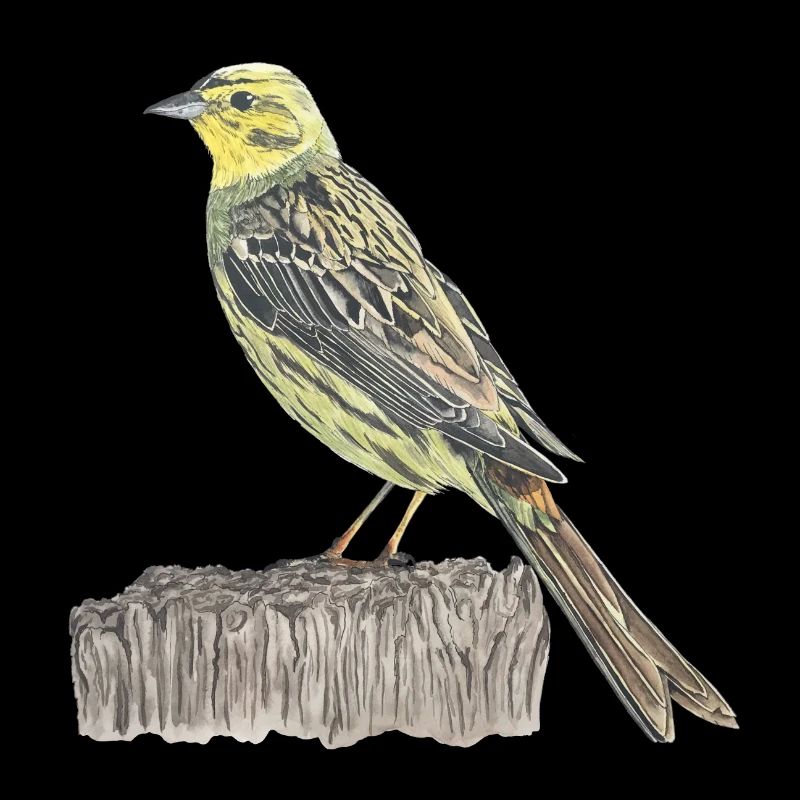 Oiseau bunting doré