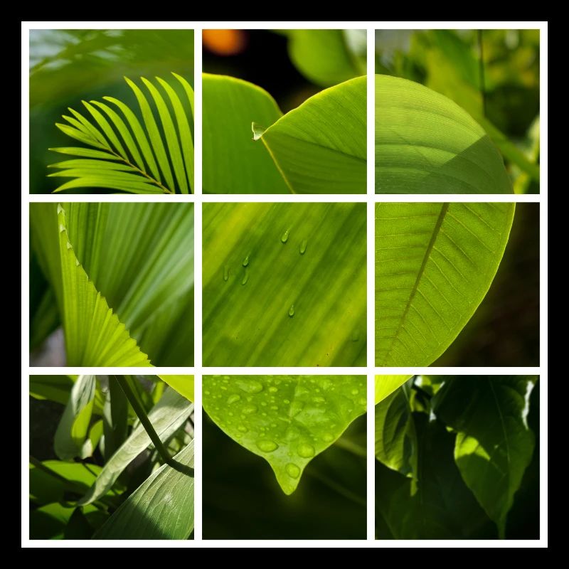 Coeur vert