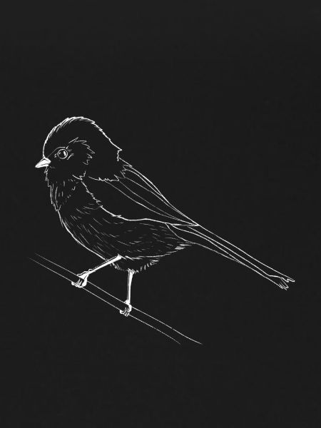 Small white bird