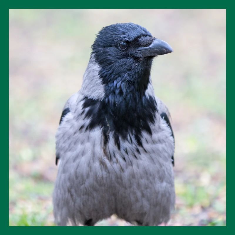 Carrion Crow (Aaskrähe, Corvus corone)