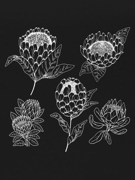 Protea flower group