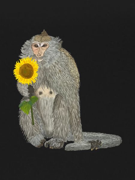 Monkey Sunflower Macaque