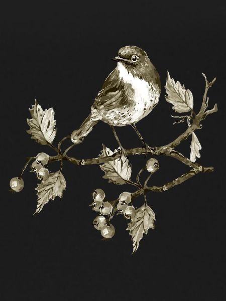 Bird