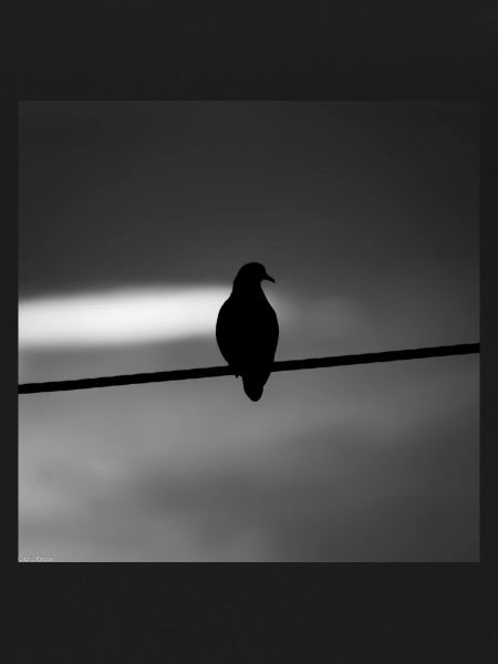 pigeon
