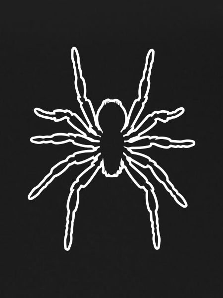 Spider spiders animals