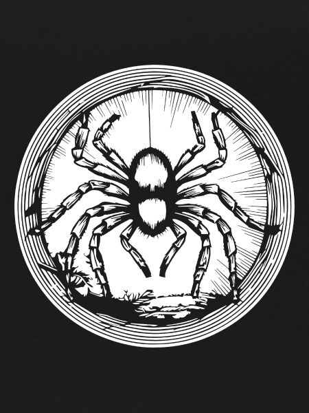 Spider spiders animals